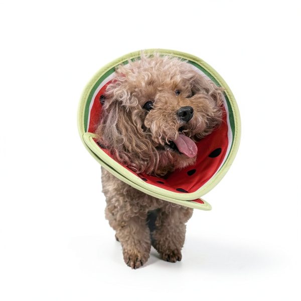 Gudududu Pet Recovery Collar Soft Comfortable Cute Designs-5
