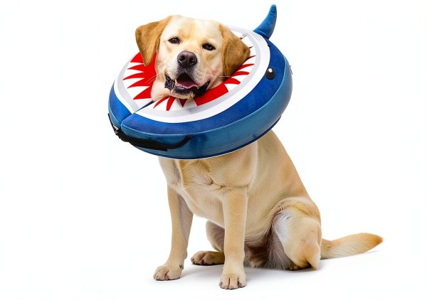 Pet Inflatable Neck Donut Collar by BEAUTYZOO-6