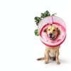 Dog Inflatable Collar Mariyago Soft Breathable-6