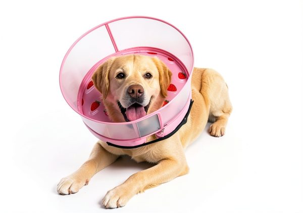 Dog Inflatable Collar Mariyago Wider Anti Lick Design-6