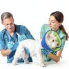 Fickte Soft Dog Cone Collar Green-Blue L+ Pet Supplies-5