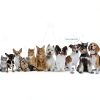 Agape Soft Dog Cone Collar for Small Dogs and Cats Reflective Design-2